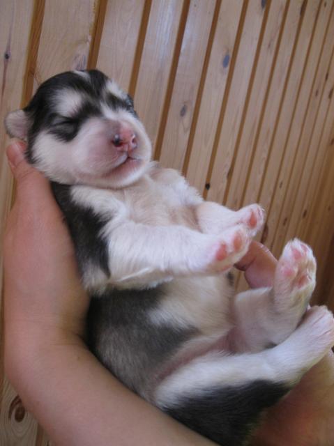 Annan pennut-pups180510_008.JPG - 18.5.2010